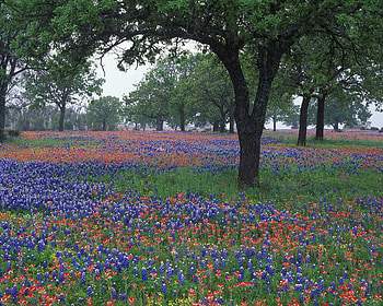 field, purple, red, nature, flowers, usa HD wallpaper