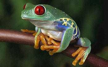 Animals, Multicolored, Motley, Color, Frog HD wallpaper