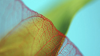 Plant, Macro, Grid, Sheet, Leaf, Greased, Smeared HD wallpaper
