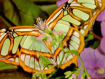 Butterfly, animal, nature, flower HD wallpaper