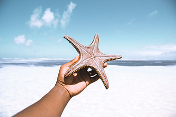 Animals, Beach, Summer, Starfish, Hand HD wallpaper