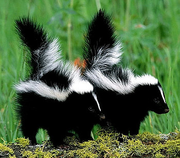Two little stinkers, two, black and white, striped, babies, skunks HD wallpaper