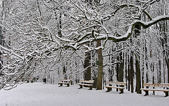 Park, winter, trees, nature HD wallpaper