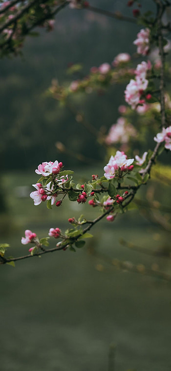 Spring , Vibrant colors, background, Nature's serenity HD phone wallpaper