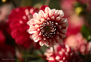 Blooming Red dahlias, Flowers, Dahilas, Nature, Red HD wallpaper