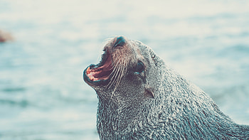 Sea lion, roar, aquatic life, muzzle HD wallpaper