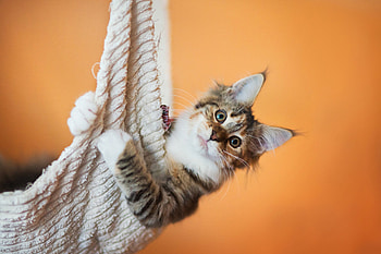 ღ❤ღ, animal, cute, cat, beautiful HD wallpaper