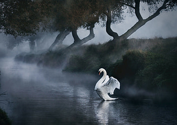 Swan Lake, birds, graphy, swan, water, lake HD wallpaper