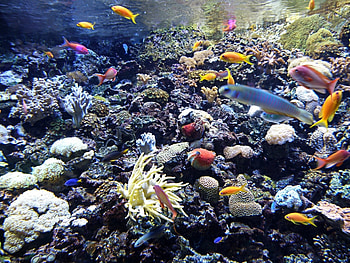 Landscape, Sea, Fishes HD wallpaper