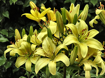 Flowers, Lilies, Close-Up, Buds HD wallpaper