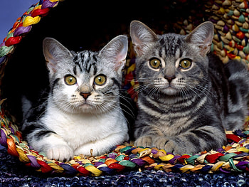 Animals, Sit, Couple, Pair, Cloth, Kittens HD wallpaper