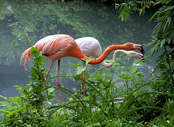 Flamingos in Green, cool, in green, flamingos HD wallpaper