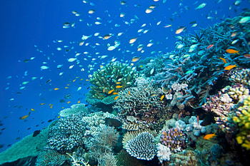 Great Barrier Reef, Alive and thriving, Conde Nast Traveler, Australia's natural marvel HD wallpaper