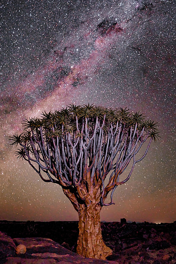 Tree under starry night, nature HD phone wallpaper