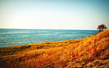 Summer is Over, blue, beaches, beautiful, grass, tree, dry, nature, sky, ocean HD wallpaper
