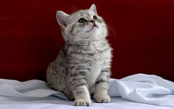 Animals, Cats HD wallpaper
