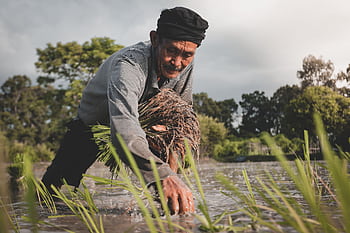 A senior farmer bends over a rice paddy in rural Thailand, capturing the essence of traditional agriculture. HD wallpaper