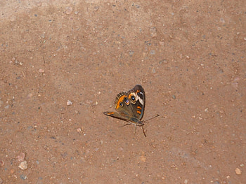 Butterfly, brown, ground HD wallpaper
