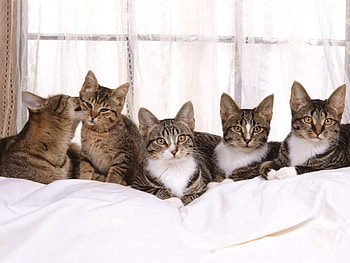Animals, Sit, Cat, Lot, Kittens HD wallpaper