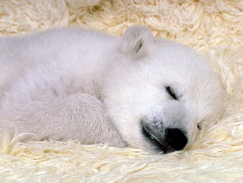 Peaceful Dreams Polar bear, bear, animals, peaceful dreams HD wallpaper