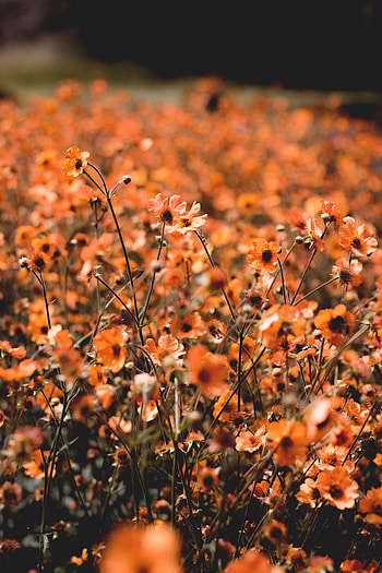 Plants, Flowers, Bloom, Flowering, Field, Blooming HD phone wallpaper