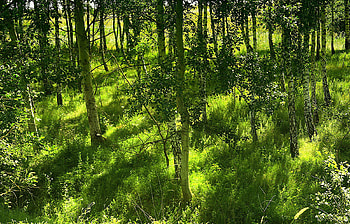 Landscape, Trees HD wallpaper