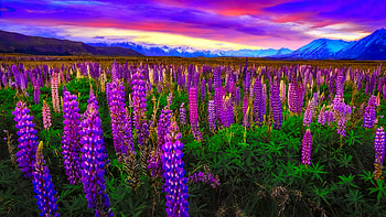 New Zealand lupine, beautiful, sky, flowers, meadow, sunset, colorful, lupin, purple, New Zealand, field, clouds HD wallpaper