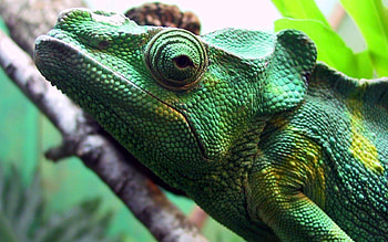 Animals, Color, Sight, Opinion, Chameleon, Head HD wallpaper