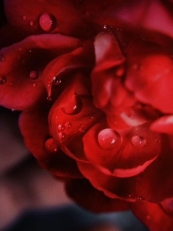 Drops, Flower, Macro, Petals HD phone wallpaper