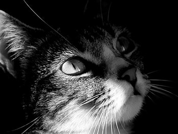 The thinker, cute, cat, mustache, beauty HD wallpaper