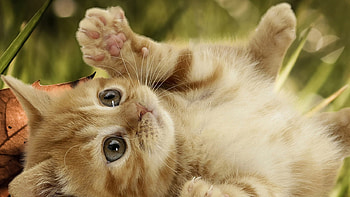 Sweet kitten, animal, kitten, cute, cat HD wallpaper