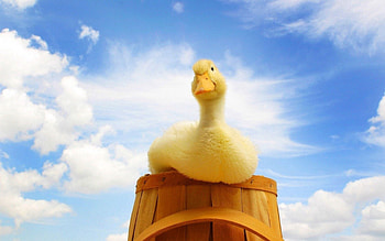 Animals, Summer, Kid, Tot, Duckling, Bucket HD wallpaper