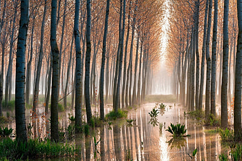Wet Ground, wet, plants, lights, trees, nature HD wallpaper
