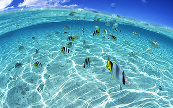 Animals, Fishes HD wallpaper