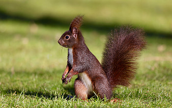 Squirrel, animal, rodent, nut HD wallpaper