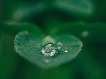 Macro, Close-Up, Sheet, Leaf, Drop, Dew HD wallpaper