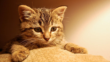 Animals, Cats HD wallpaper