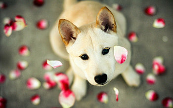 Animals, Petals, Dog, Muzzle, Sight, Opinion HD wallpaper