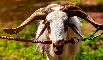 Cute domestic goats, goat , goat , Lovely goat backgrounds HD wallpaper