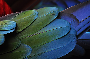 Feather, Bird, Multicolored, Motley, Texture, Textures HD wallpaper