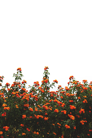 Flowers, Sky, Bush, Bloom, Flowering HD phone wallpaper