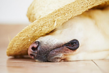 Dog, sweet, animal, dogs, cute, beautiful, puppys, puppy, pretty, animals, lovely HD wallpaper