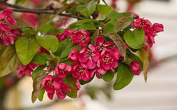 Apple Blossoms, apple, nature, blossom, flower HD wallpaper