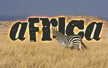 Africa, zibra HD wallpaper
