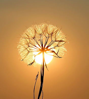 A beautiful dandelion silhouette captured against a warm, glowing sunset sky. HD phone wallpaper