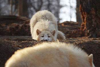 Calm down, wolves, wild animals, white wolf, , wolf, wild, predators, wildlife, animals, nature, wilderness HD wallpaper