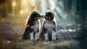 Two Cute Puppies Are Kissing Each Other Sitting In Blur Forest Background Dog HD wallpaper