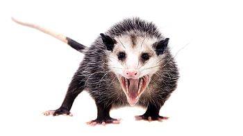 Possums, Nocturnal creatures, Forest explorers, Wild animal encounters HD wallpaper