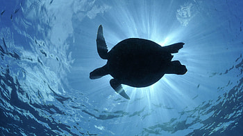 Animals, Sea, Shine, Light, Silhouette, To Swim, Swim HD wallpaper