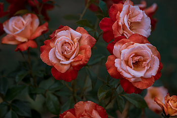 Garden, Flowers, Roses, Rose Flower, Rose, Bud HD wallpaper